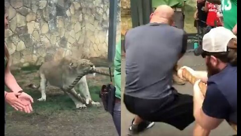 Lion Cub Embarrasses WWE Wrestlers in Tug-of-War