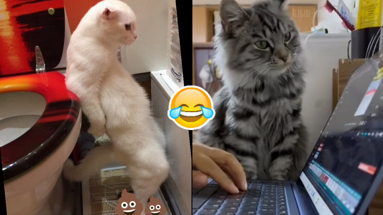 Funny animals 2023😆 - Funniest Cats and Dogs Video🐕🐈