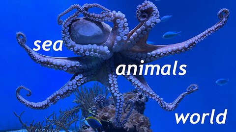 Marine Animal Video