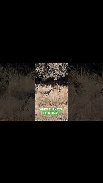 When Turkeys Talk Back