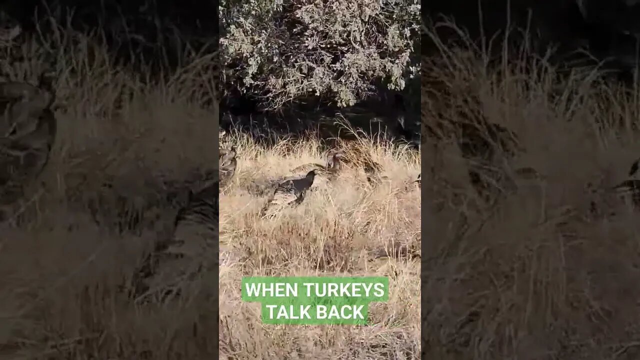 When Turkeys Talk Back