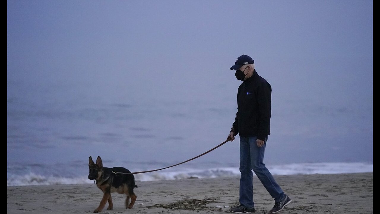 First Dog Puts His Teeth Into the Job, Has Now Chalked up 12 'Biting Incidents'