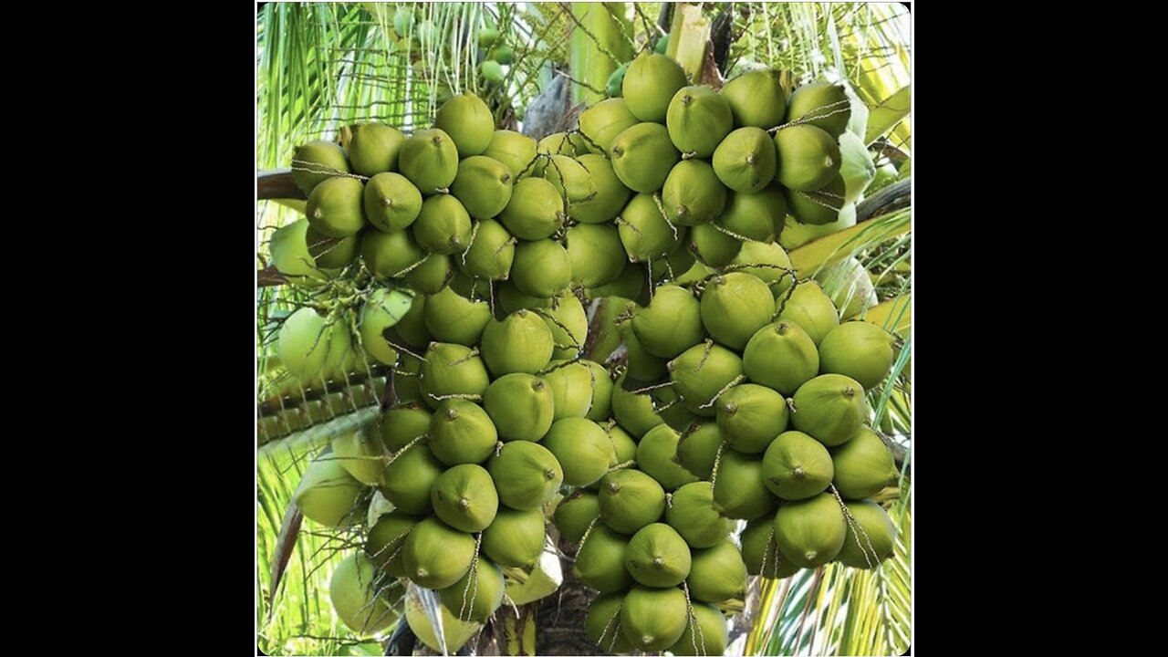 Great techniques to find out how to graft coconut trees grow fast #farm