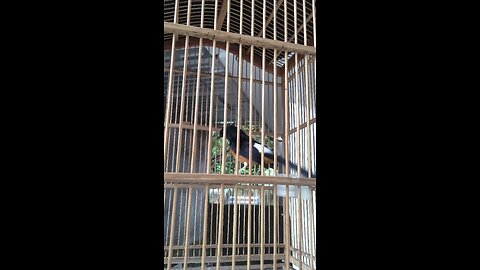 Young Murai Batu Bird Singing One of Indonesian bird farm