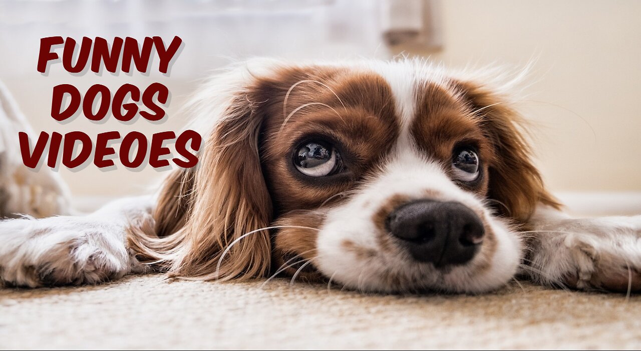 Funny Dogs Video Part - 1