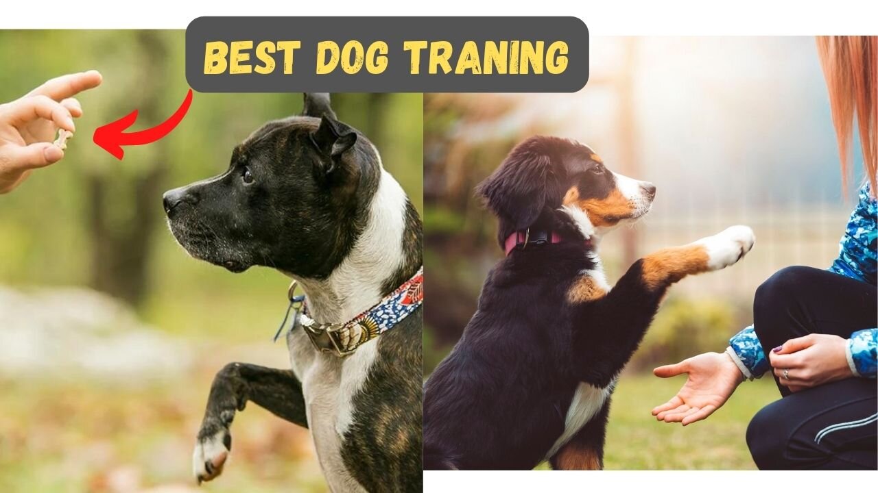 best dog traning in few days