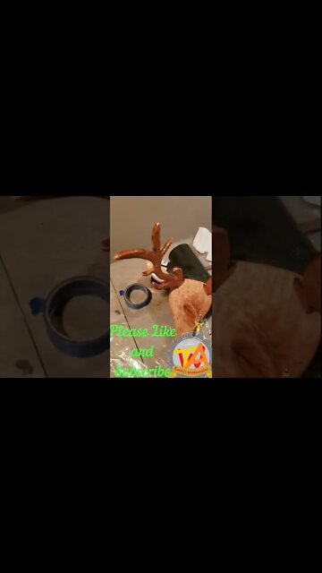 Wood Deer Head Headphone Wall holder #Shorts