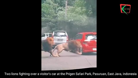 Two lions fighting over a visitor's car