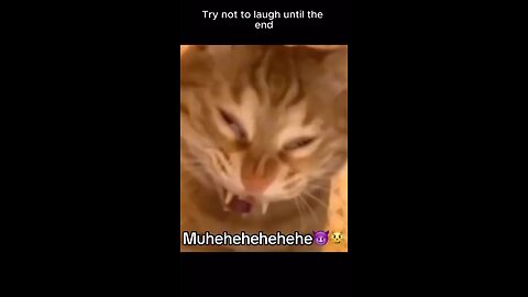 Try not to laugh challange Cat edition 🤣