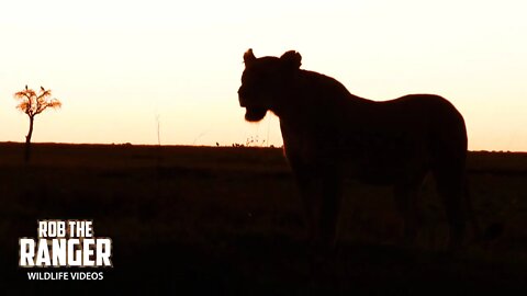 Lion Sighting At Sunrise | Maasai Mara Safari | Zebra Plains