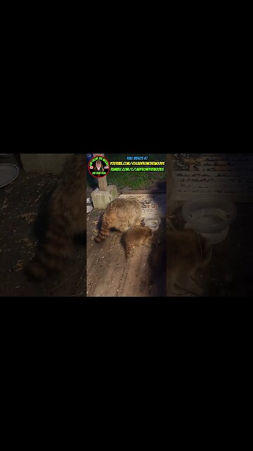 June 29th, 2023 | The Lads Raccoon Babies Vlog - 11 | #shorts