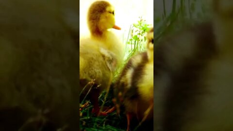 Very cute Little duck , I love this ❤️ ,Funny Cute Pets Lovers ,#Shorts