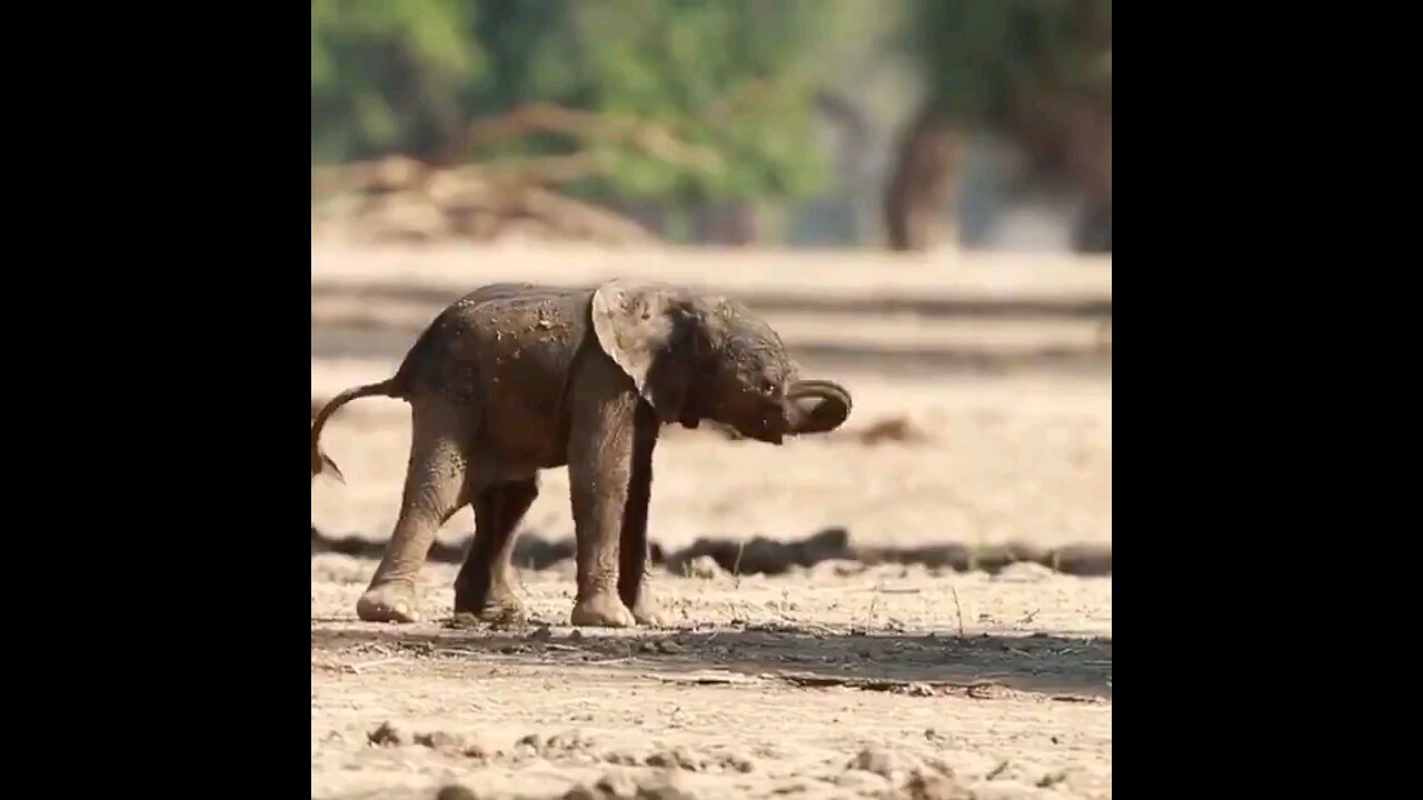 Baby Elephant First Steps after birth