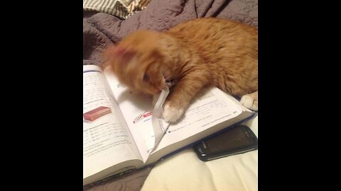 After two seconds of studying 😺