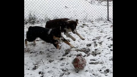 Aussies playing in the snow ❄️