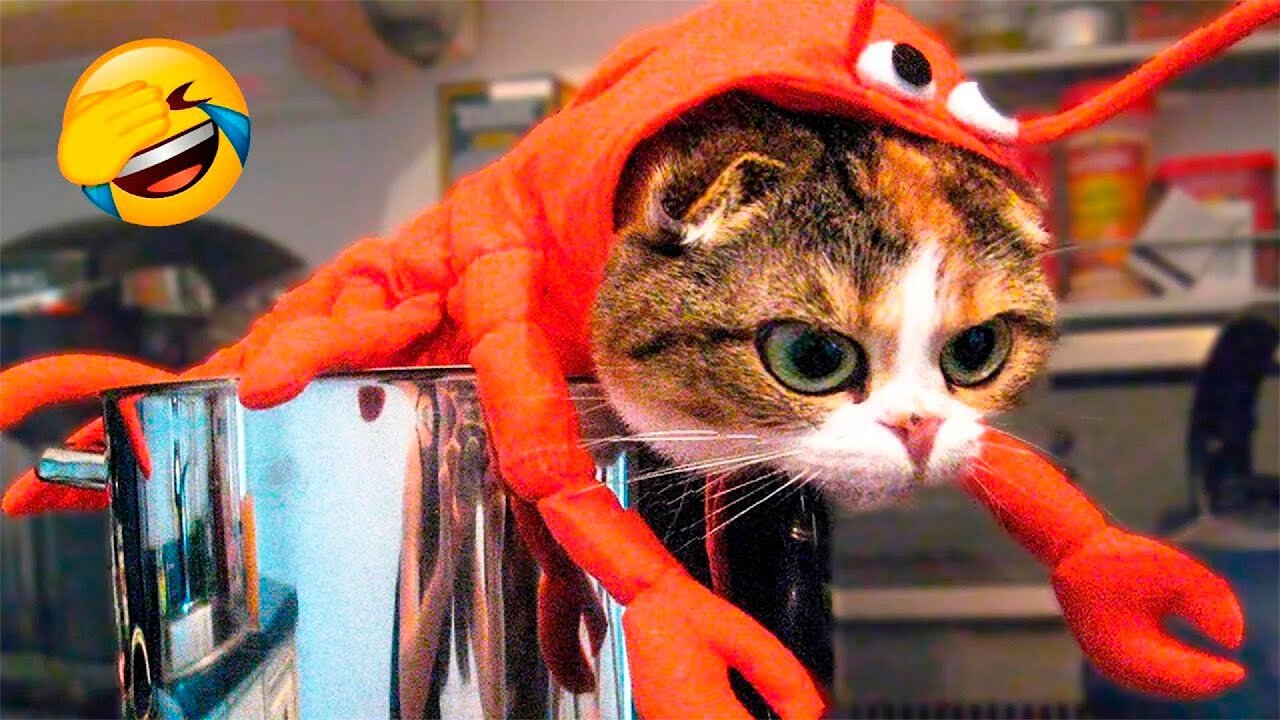 Funniest Animals 2023 π Funny Cats and Dogs Videos πΊπΆ