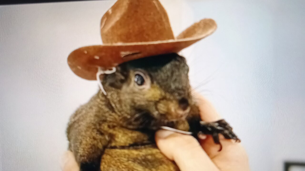 Justice for peanut the squirrel and Fred the racoon!!