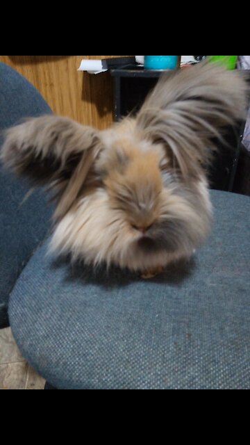 Jasper loves getting pet