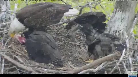 Hays Eagles Mom brings in huge Fish 2020 05 09 248pm