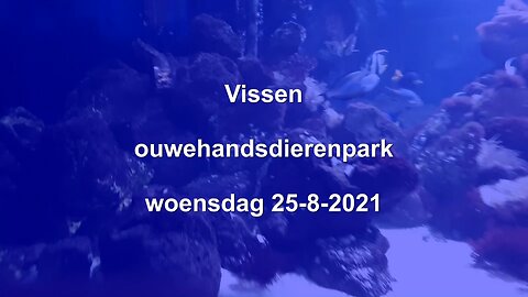 Vissen ouwehandsdierenpark woensdag 25-8-2021 - #vis #vissen #ouwehands #dieren #park #2021