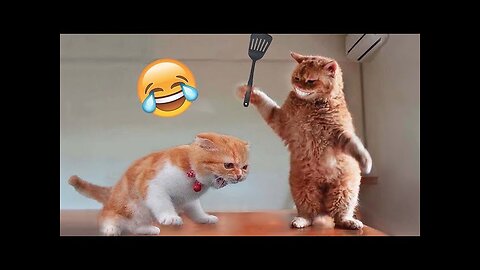 World Best Funniest🤣Cat vs animal vs Kid 🤼‍♂️ Entertainment Don't Try Laughing 🤣 2024 clips 🫡