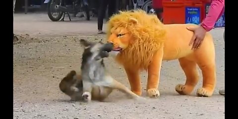 Nollyflextv/troll prank dog funny & fake lion and fake tiger prank to dog & huge box prank to dog