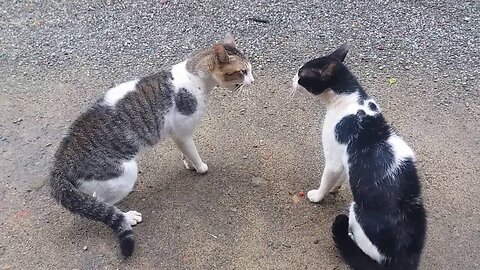 Cats Fighting