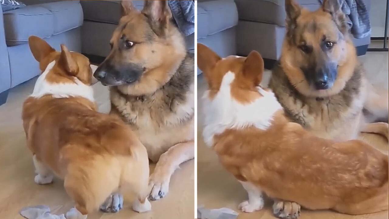 Small puppy annoying the other Dog to play