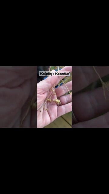 When to harvest cilantro seed￼#Gardentips #hedgehogs Homestead￼