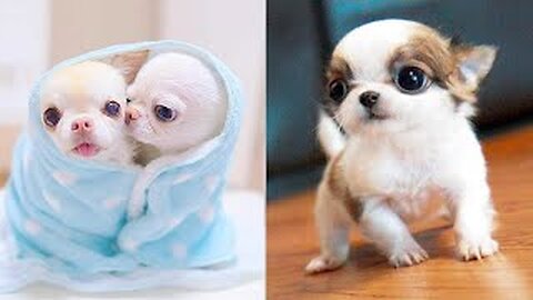 Cute Baby Animals Videos Compilation _ Funny and Cute Moment of the Animals #22