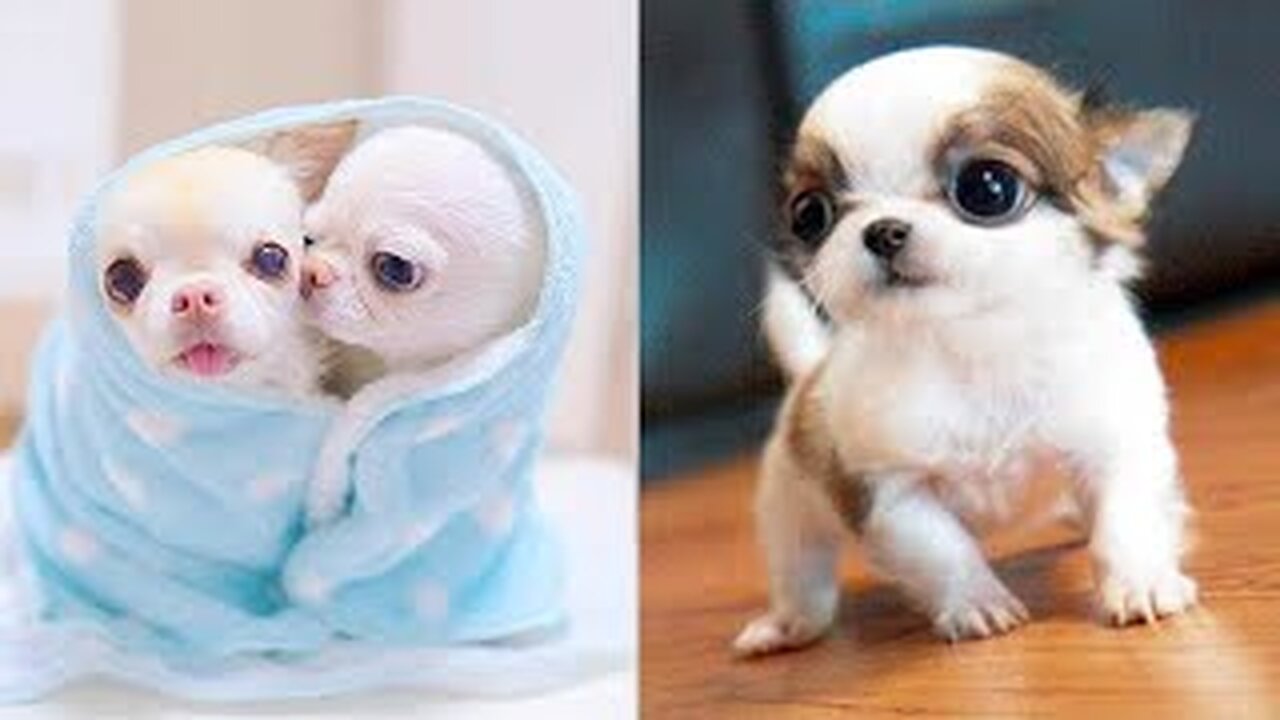 Cute Baby Animals Videos Compilation _ Funny and Cute Moment of the Animals #22