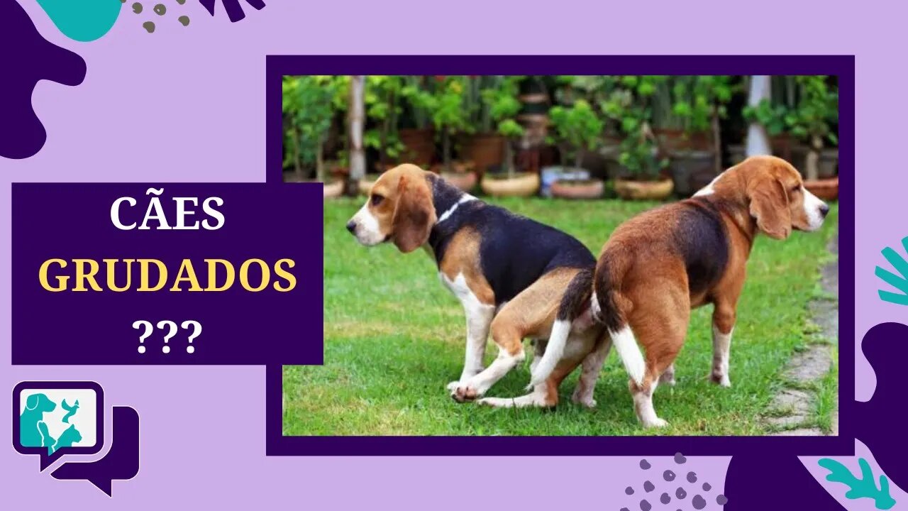 CACHORRO GRUDADO: Você sabe por que os CACHORROS ficam GRUDADOS depois de CRUZAR?