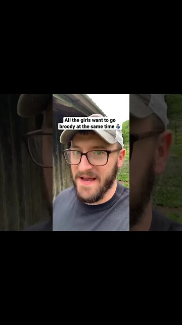 New nesting box trays for the hens #shorts