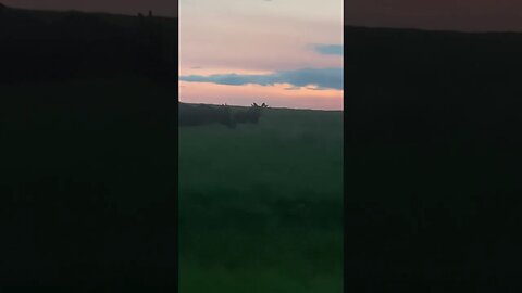 2 Bull Moose And A Cow