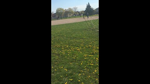 Indian Cricket in Canada