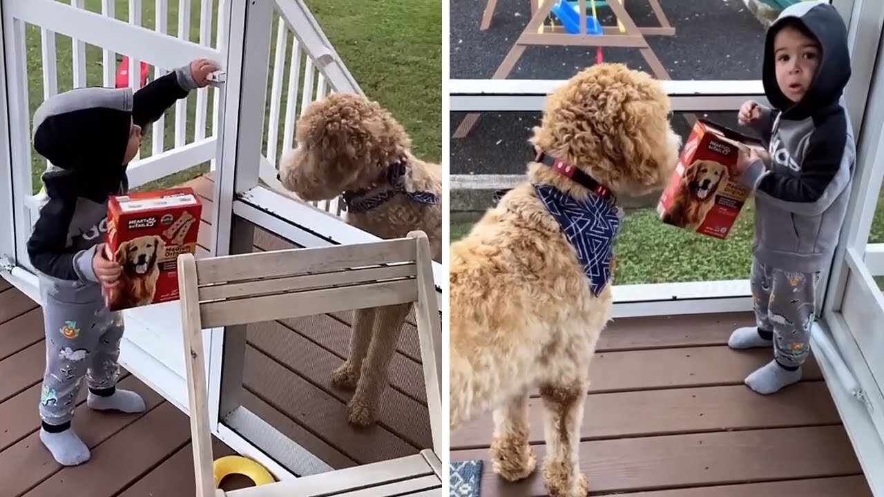 Goldendoodle requests treats to come back inside