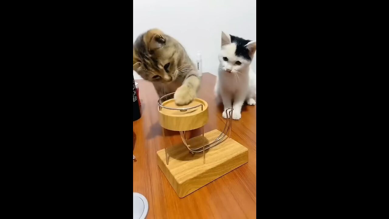 Beautiful Cat Playing Game