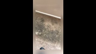 Carpet cleaning