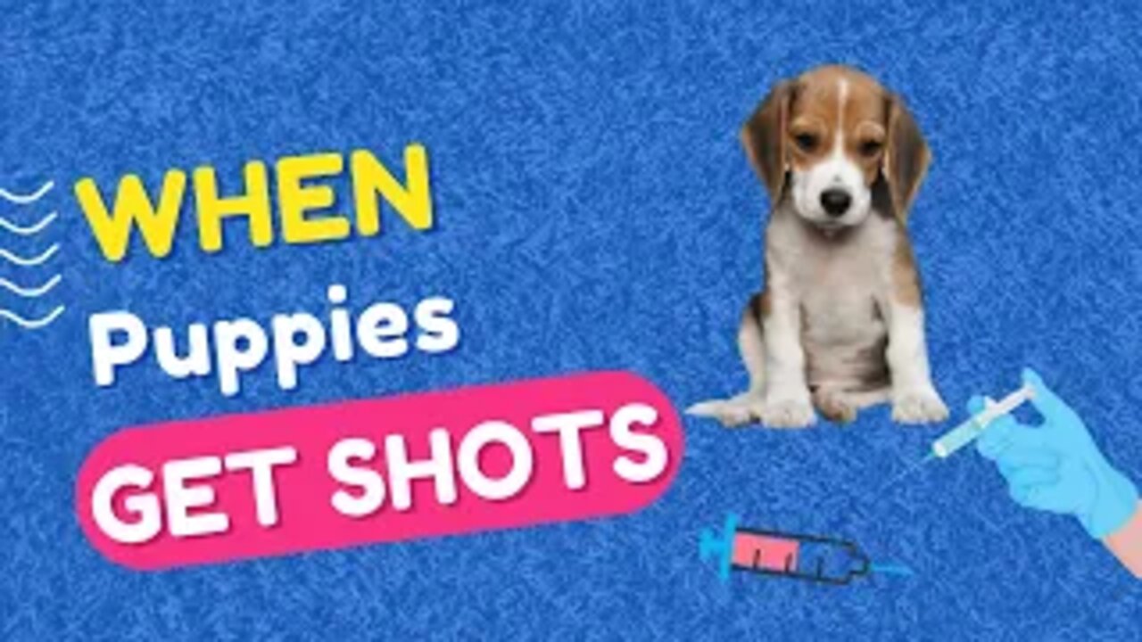 When Puppies Get Shots. All You Need To Know Right Now.