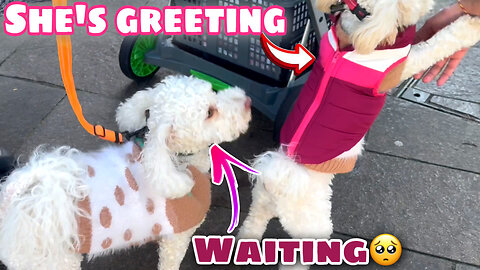 Cute pets start greeting continuously 😍 | Cute pets of UK