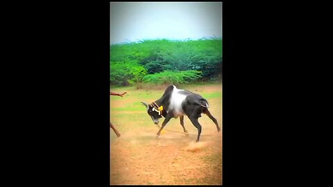 jallikattu #manjuvirattu #official #rekalarace #tamil #tamilnadu #sevalsandai #kaalai