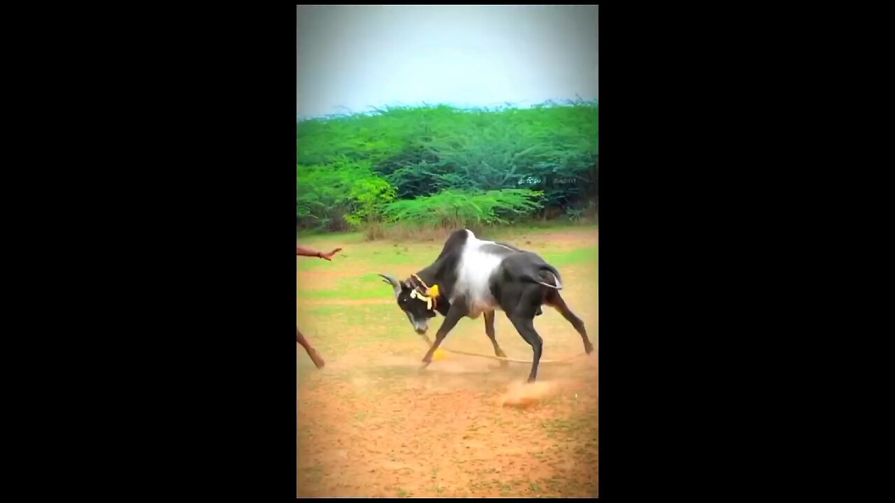 jallikattu #manjuvirattu #official #rekalarace #tamil #tamilnadu #sevalsandai #kaalai