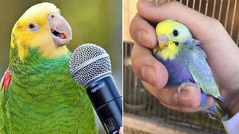 Funny and talented parrots.◈🐦👍