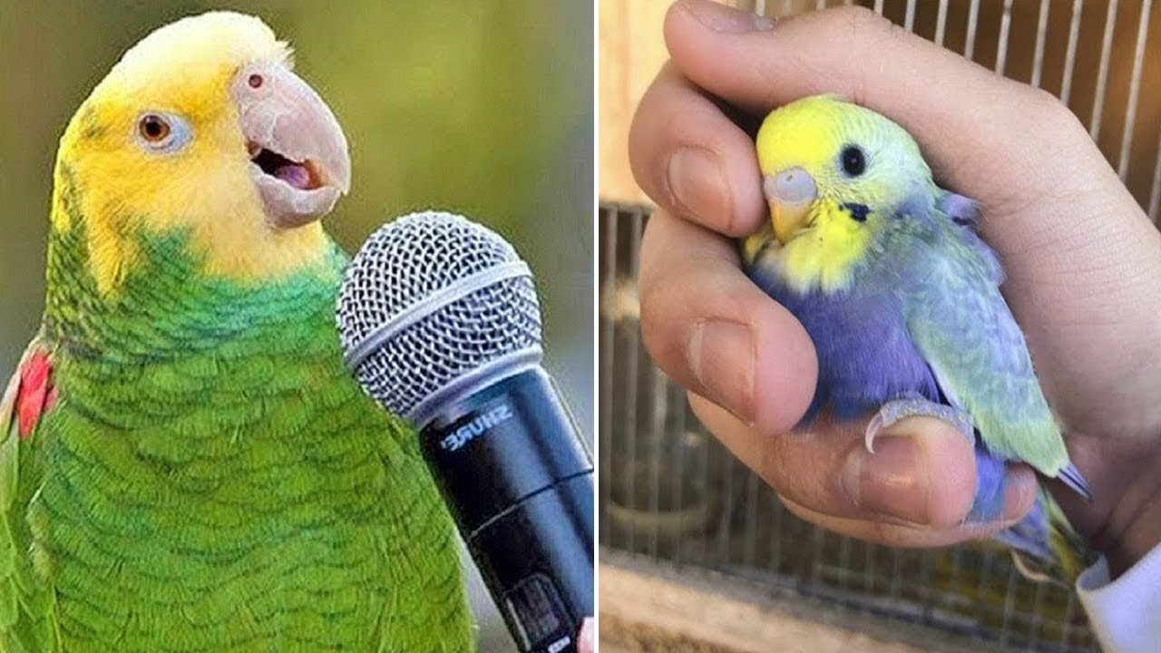 Funny and talented parrots.◈🐦👍