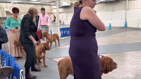 Dogue de Bordeaux in the ring Fayetteville AR 4-22-23