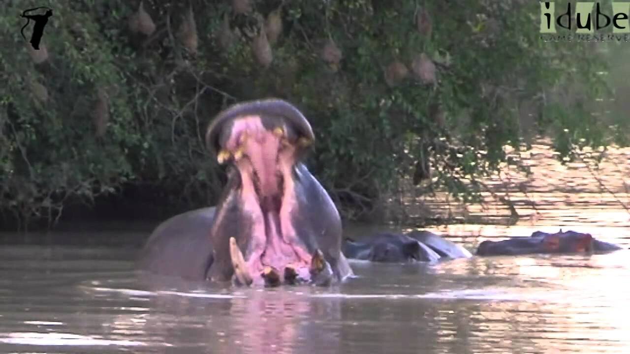 Hippopotamus Shows Off His Teeth