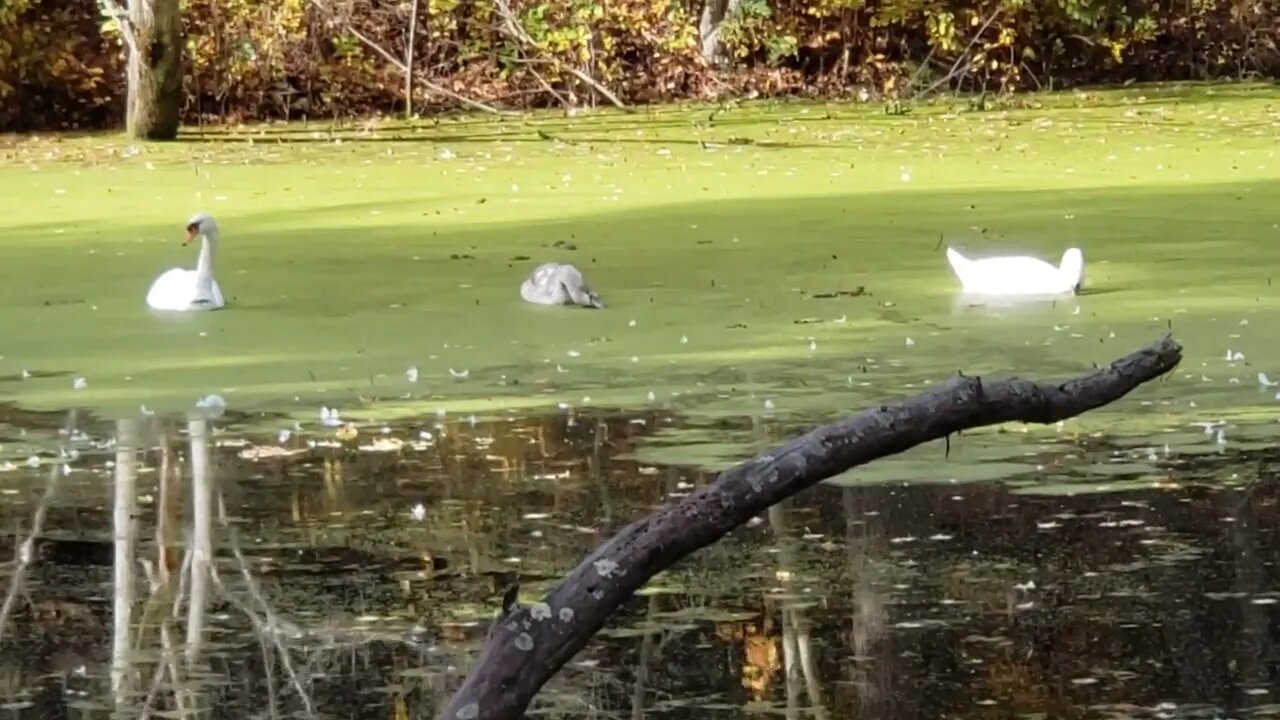 10/23/23 Day 23, Monday, Framingham, Swans eating Algea