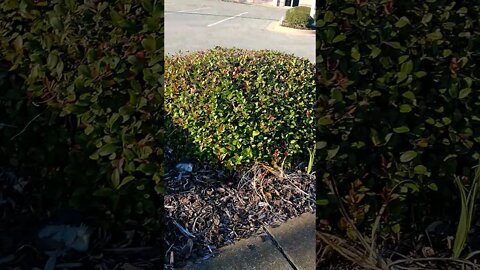 Gang Stalking Perp Walk 11/13/2021