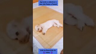 🤣 Vídeos Engraçados de CÃES 😂🐶 PARTE 3 #shorts