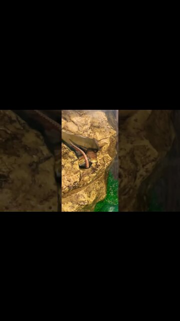 Olhe ao seu redor, sempre tem escondido! #bastidores #cobra #vidademúsico #shorts #paporeto #fy